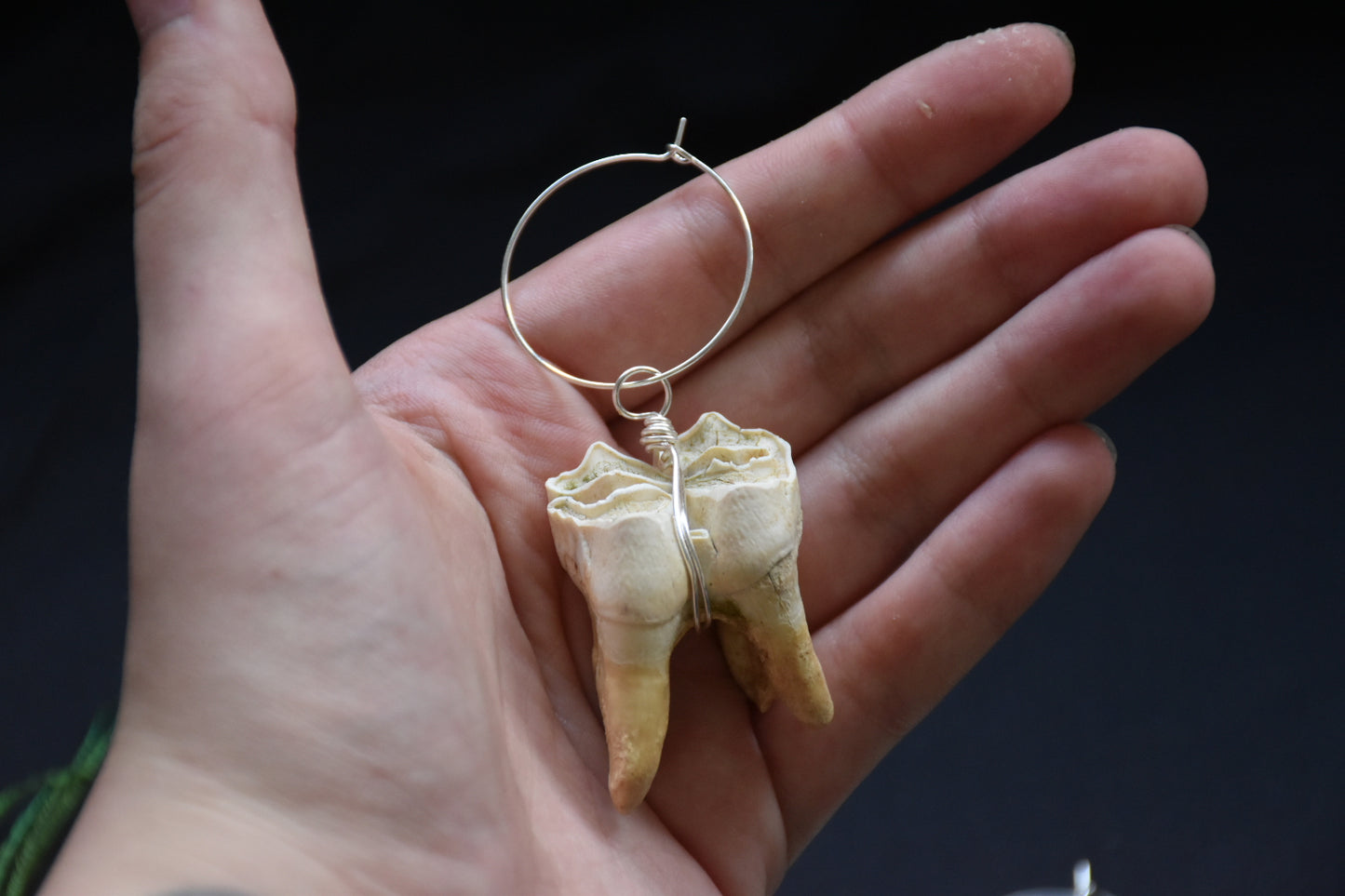 Elk tooth earweight