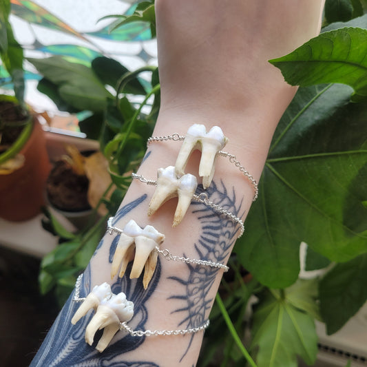 Boar tooth bracelet