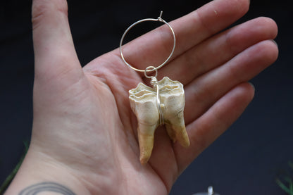 Elk tooth earweight