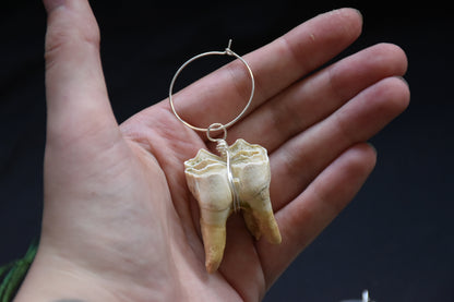 Elk tooth earweight