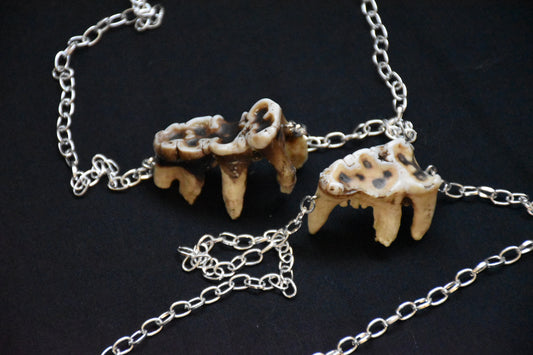 Worn tooth necklace